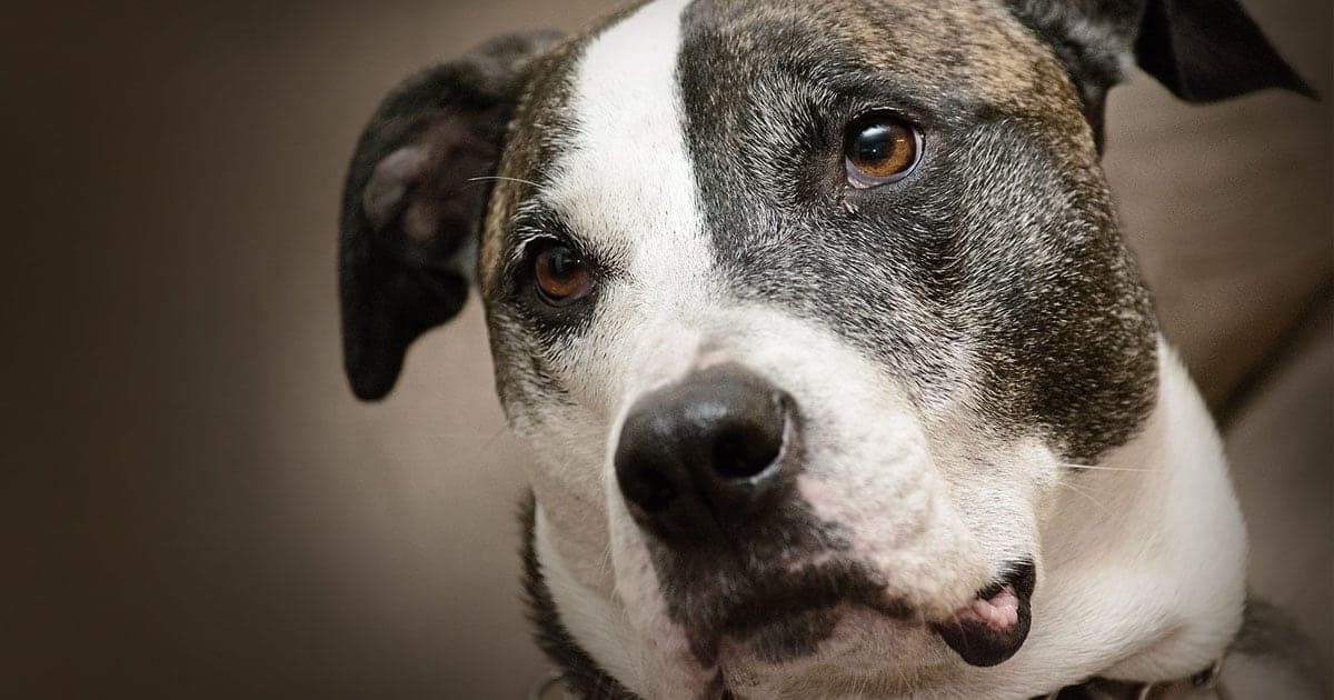 A close-up of a brown and white dog with a gentle gaze.