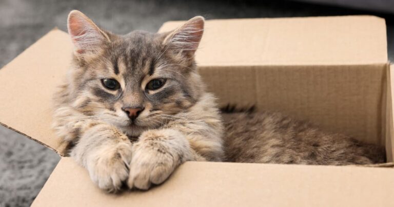 A close-up of a gray and tan long-haired tabby cat sitting comfortably inside a cardboard box.