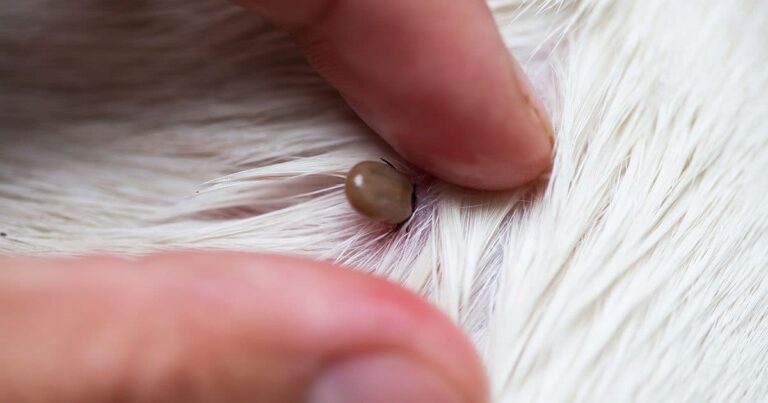 A close-up of a light-brown, engorged tick latched onto the skin of a white-haired animal with two human fingers gently pushing the fur aside to expose the tick.