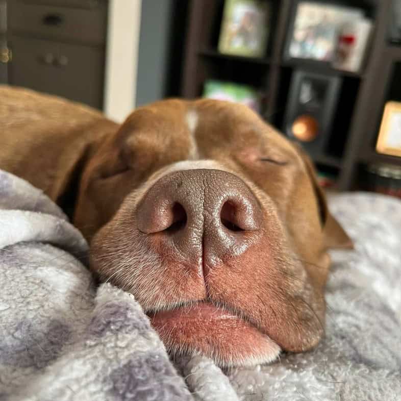 A close-up of the snout of a brown and white dog sleeping comfortably on a white blanket.