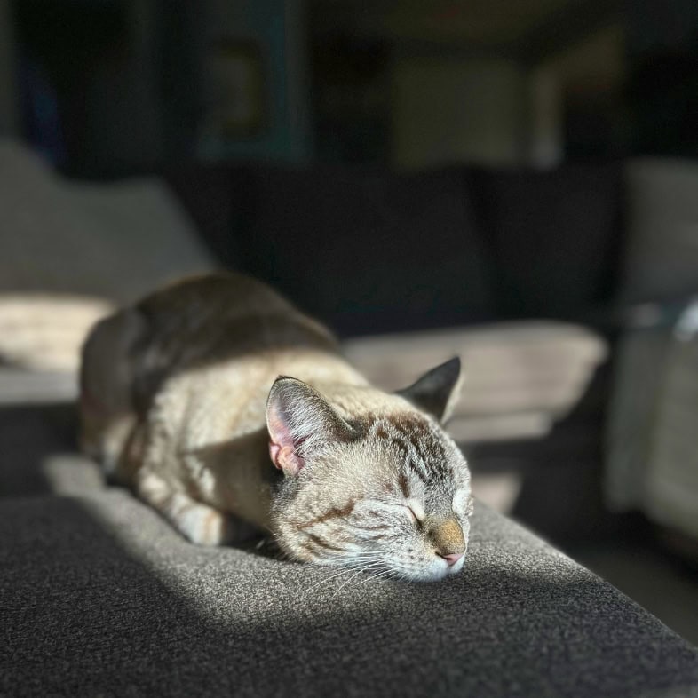 A close-up of a tan cat sleeping peacefully on the arm of a couch in the sun.