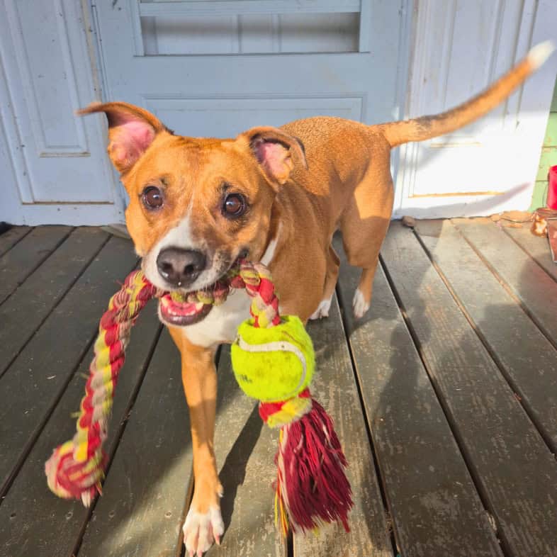 A close-up of a tan and white Rhodesian ridgeback dog standing on a porch in the sun with a tug rope toy in its mouth.