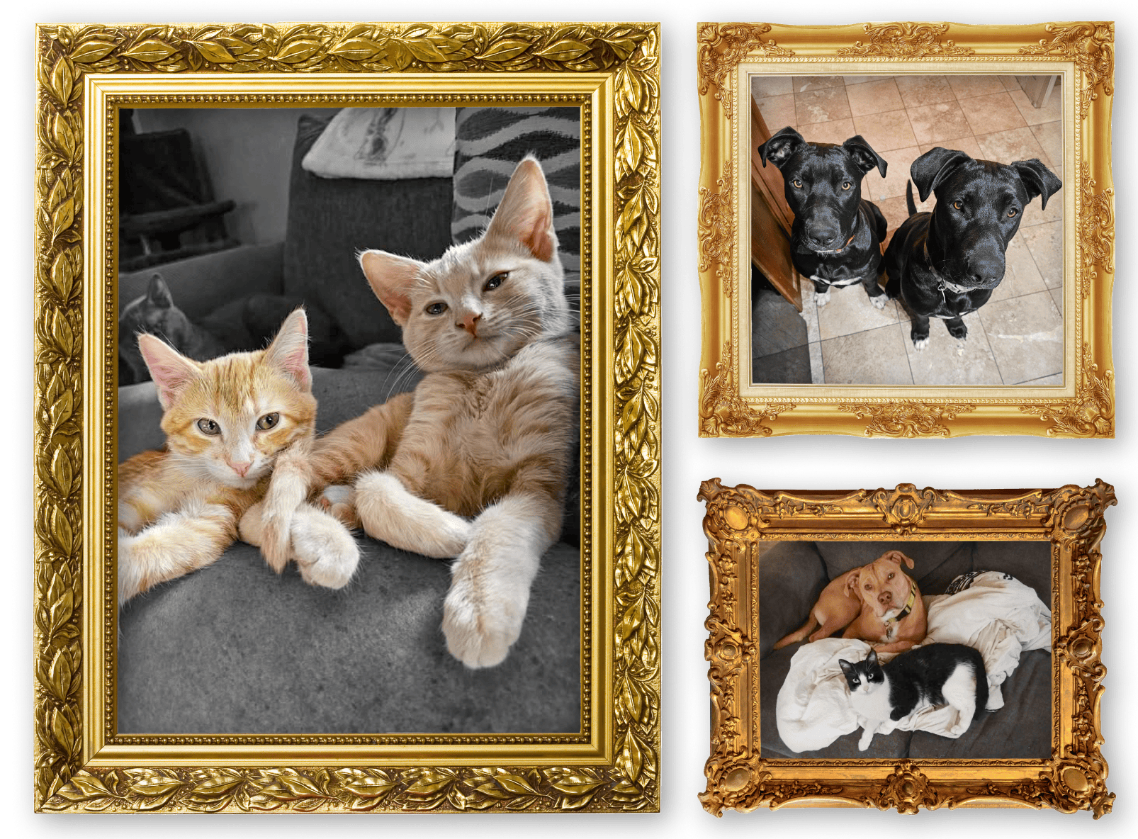Three picture frames showing two pet Besties in each frame.