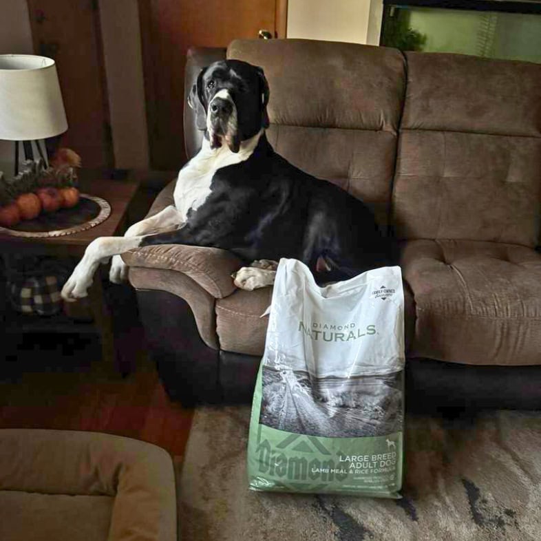 A white and black great dane sitting comfortably on a brown couch next to a bag of Diamond Naturals Large Breed Adult Dog Lamb Meal & Rice Formula.