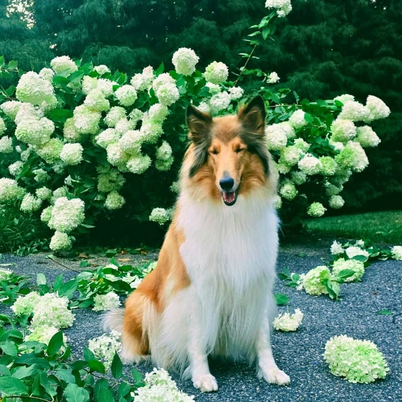 A white, black and tan collie sitting calmly on a driveway in front of a blooming white hydrangea bush.