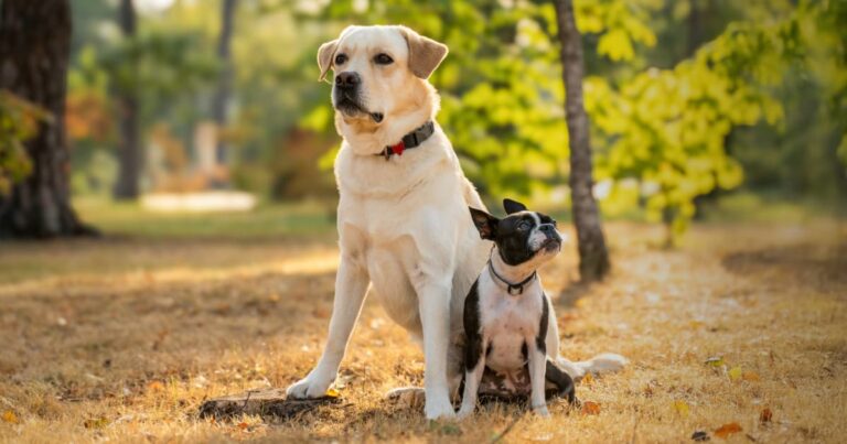 A yellow labrador and a Boston terrier sitting side-by-side on a sunny day in a park.