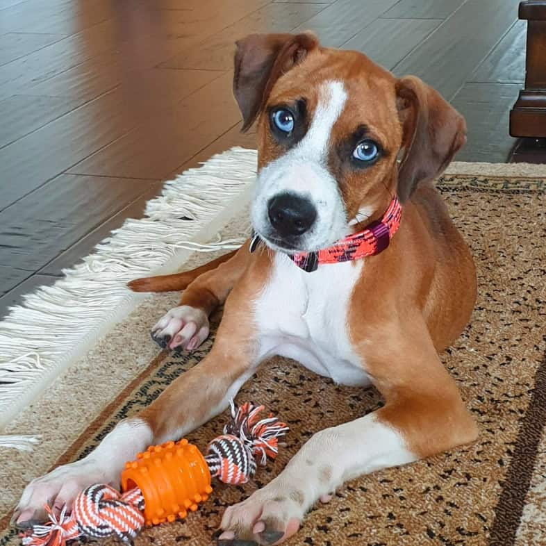 A young tan and white dog lying on a rug with an orange and brown chew toy between its front paws.
