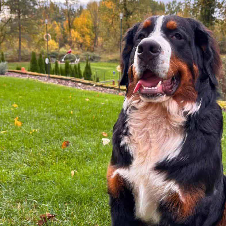 A black, tan and white Bernese mountain dog sitting in green grass with colorful trees in the background.