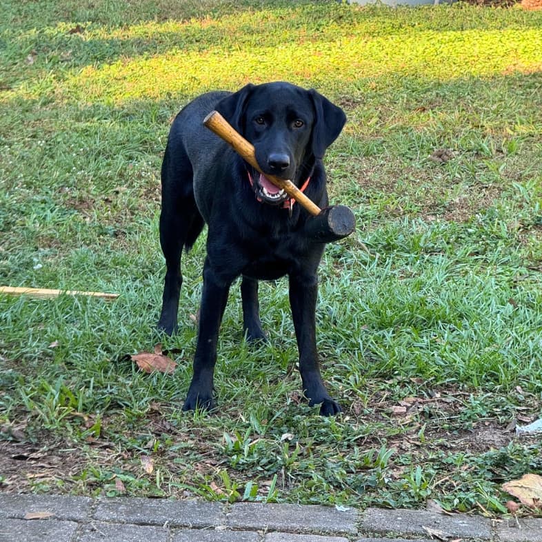 A close-up of a black Labrador retriever dog standing outside holding a rubber mallet in its mouth.