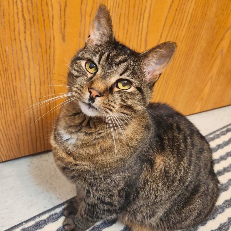 A close-up of a black and tan domestic short hair cat sitting comfortably on a black and white striped rug.