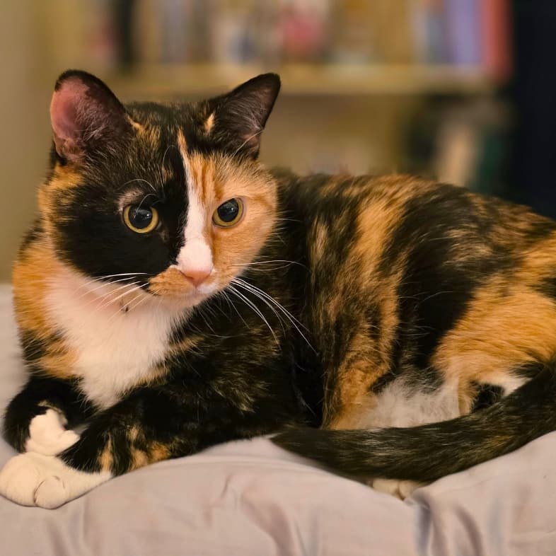 A close-up of a black, tan and white American shorthair cat lying comfortably on a soft pillow.