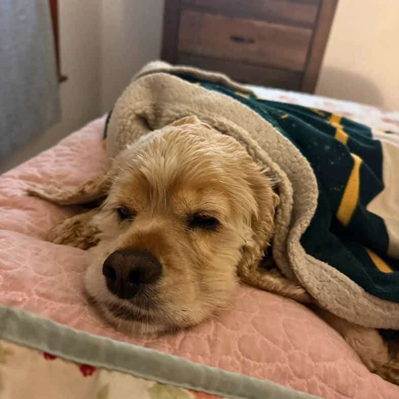 A close-up of a cocker spaniel lying comfortably on a bed underneath a soft blanket.