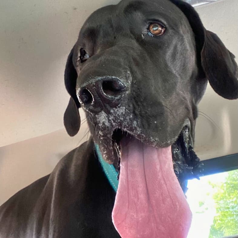A close-up of a large black Great Dane dog sitting in a truck happily panting with its tongue out.