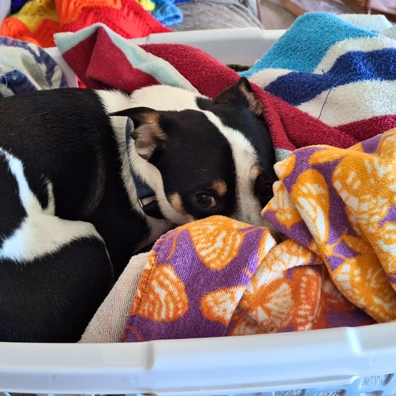 A close-up of a small white and black dog lying curled up on some towels in a laundry basket.