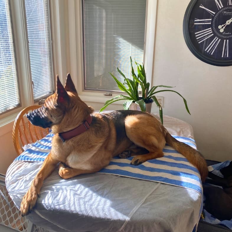 A close-up of a tan and black German shepherd dog lying comfortably on top of a kitchen table basking in the sun from the kitchen window.