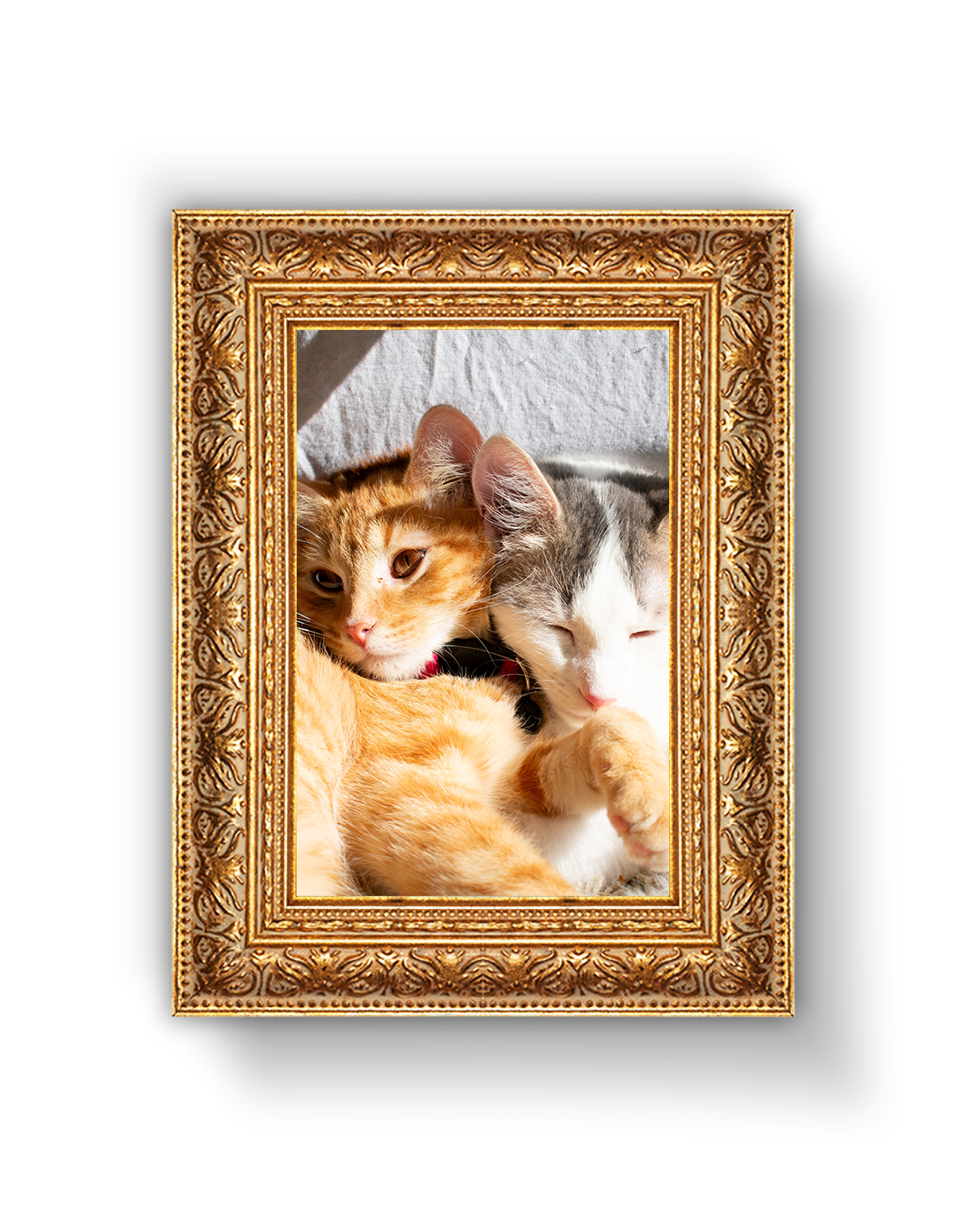 A decorative gold frame showing two cats cuddling.