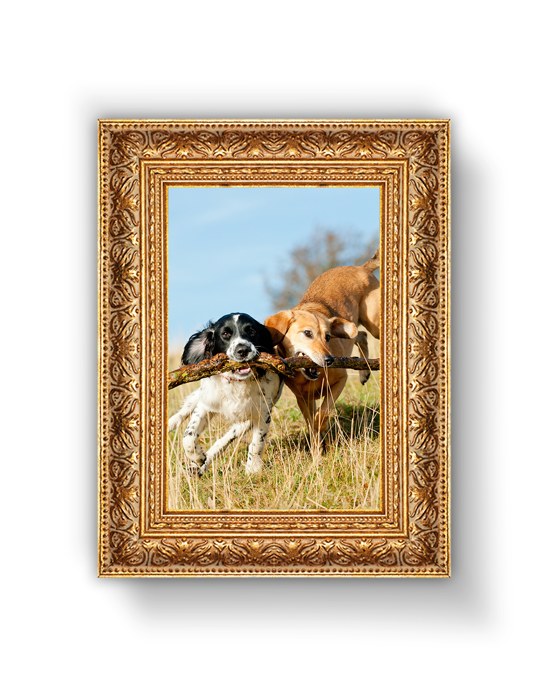 A decorative gold frame showing two dogs running through a field while carrying a large stick together.