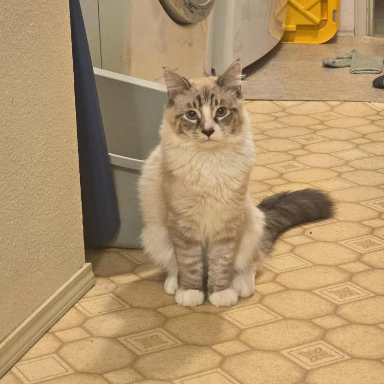 A fluffy, light-colored long-haired cat with gray tabby markings sitting on a patterned linoleum floor in a laundry room.