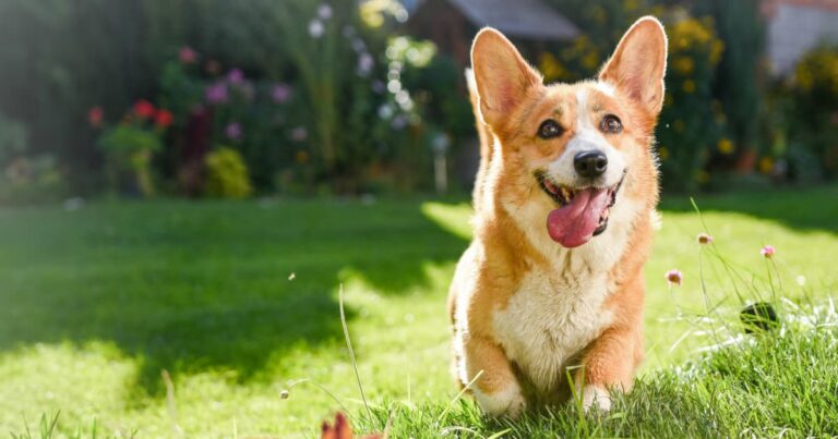 A happy tan and white corgi playing in a sunny backyard with a colorful garden in the background.