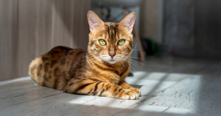 A spotted Bengal cat with bright green eyes lying on a light wood floor in the sunlight.