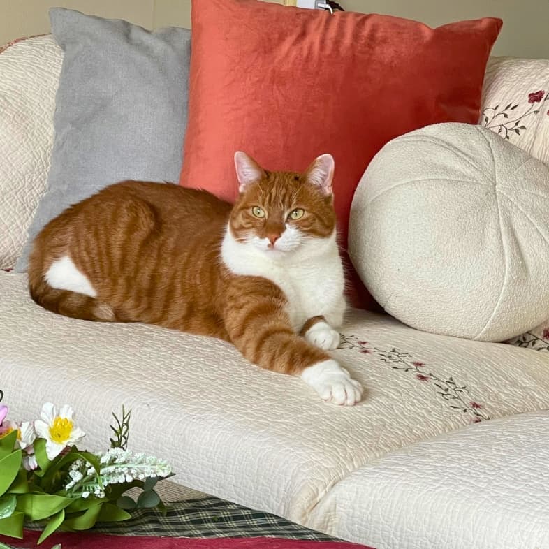 A tan and white American shorthair cat lying comfortably on a white sofa with a floral quilt pattern and some colorful throw pillows.