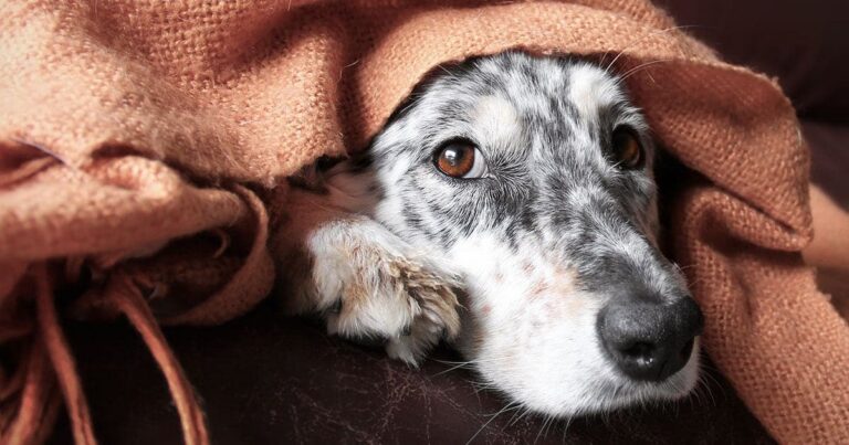 A white and black dog lying down with its head peeking out from underneath a blanket.