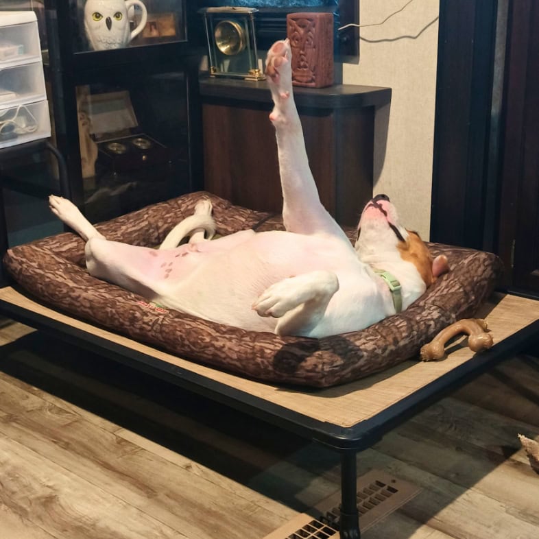 A white and tan American Staffordshire terrier dog lying on his back in a dog bed while stretching a paw into the air.
