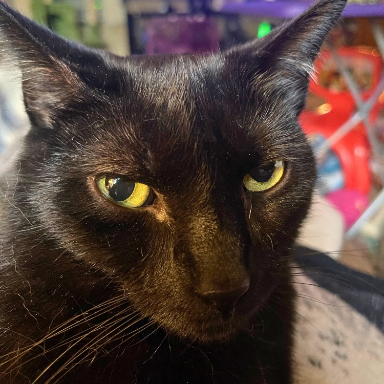A close-up of a black American shorthair cat with bright yellow eyes.