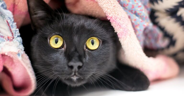 A close-up of a black cat with bright yellow eyes peeking out from under a pile of colorful blankets.
