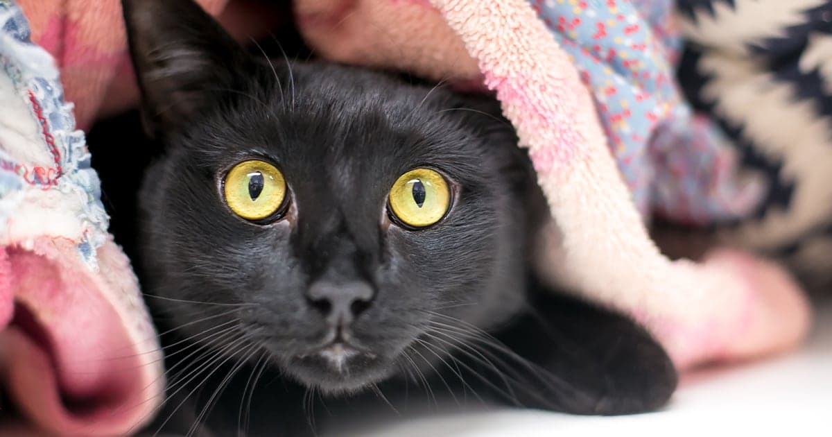 A close-up of a black cat with bright yellow eyes peeking out from under a pile of colorful blankets.