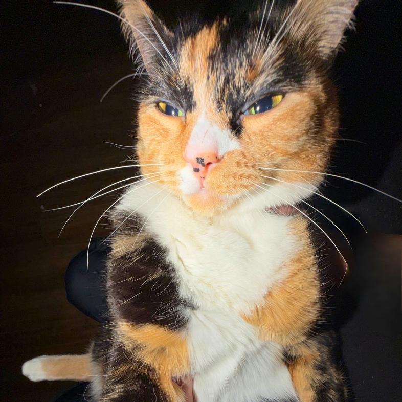 A close-up of a black, orange and white domestic medium hair cat with bright yellow eyes.