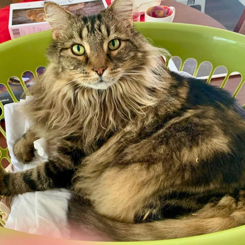 A close-up of a black and tan long-haired cat lying comfortably in a lime green laundry basket.