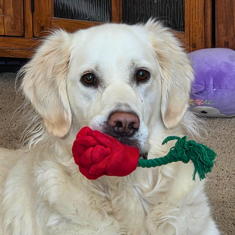 A close-up of a Golden Retriever lying on a living room floor with a toy red rose in its mouth.
