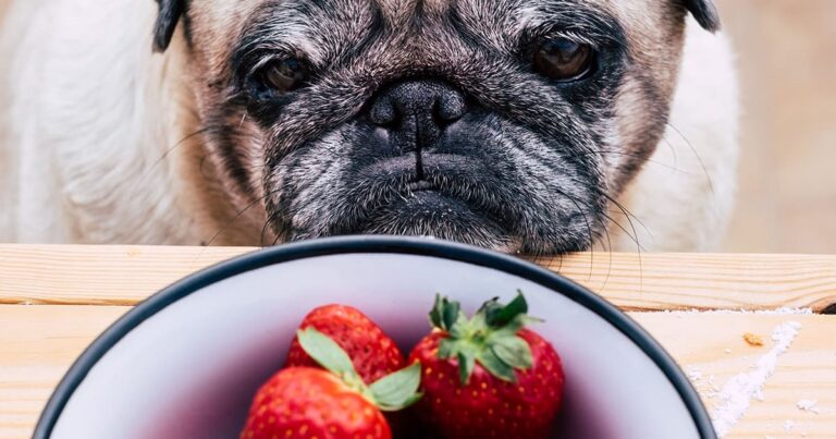 A close-up of a tan pug staring intently at a bowl of freshly picked strawberries.