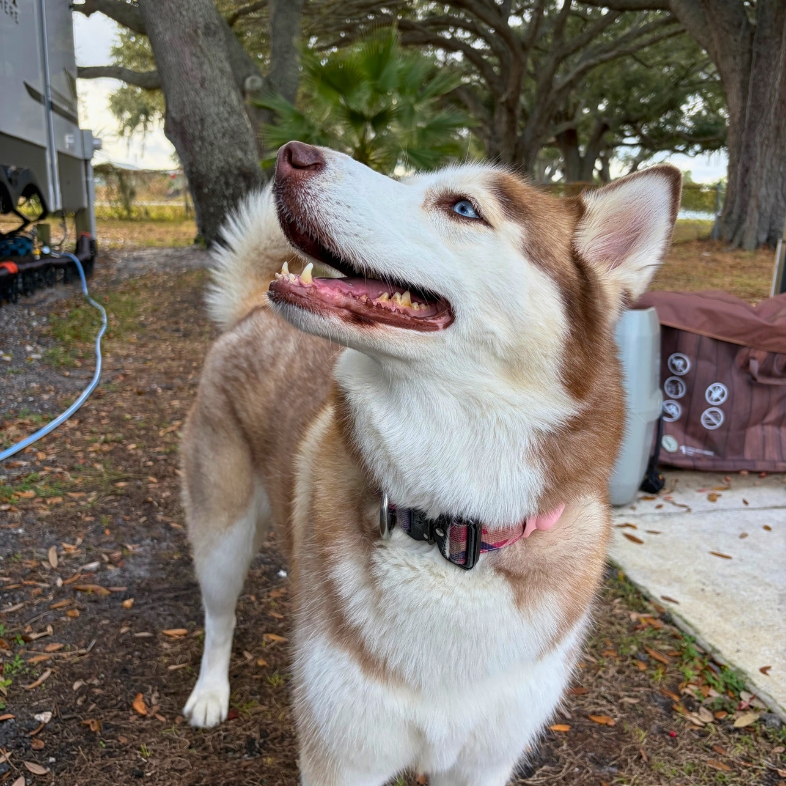 A close-up of a white and tan Siberian husky dog with bright blue eyes standing outside with trees in the background.