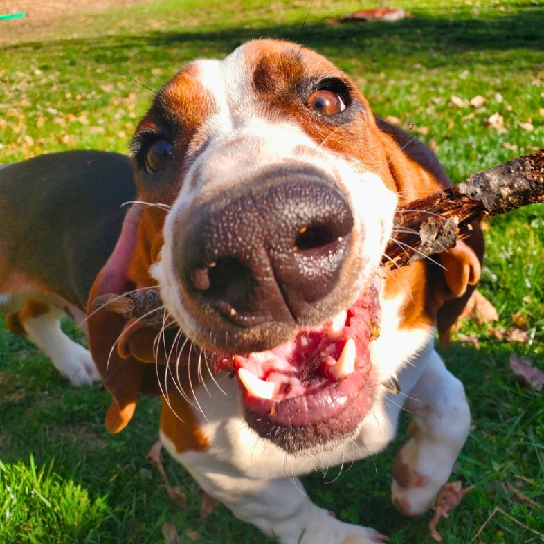 An extreme close-up of a white and brown basset hound outside in the sun.
