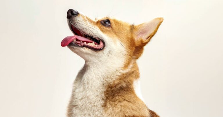 A golden corgi looking upward with its mouth open, showcasing its teeth and tongue against a plain light background.