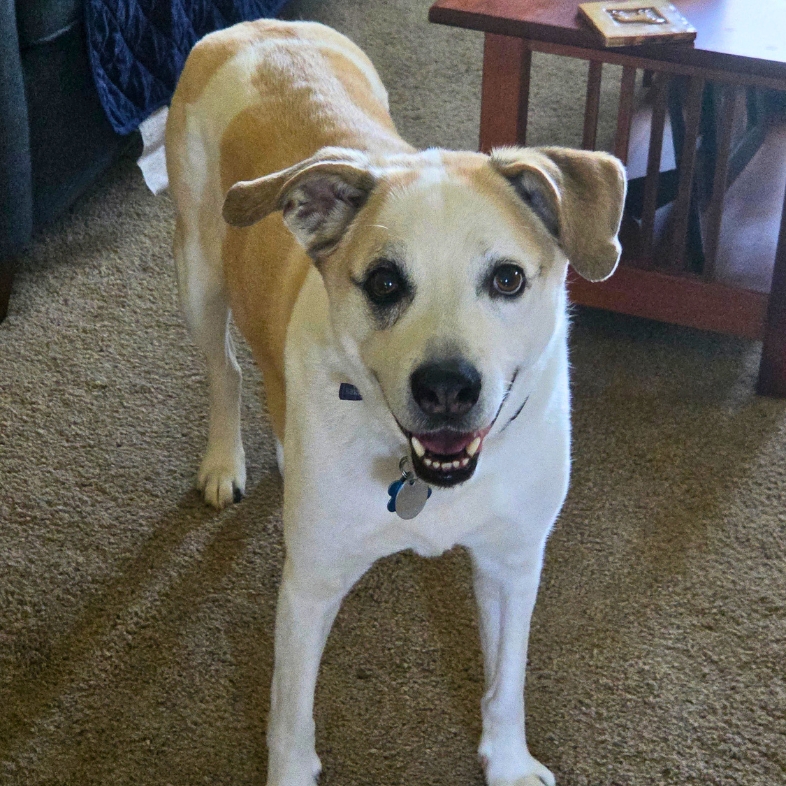 A white and tan dog smiling while standing in a living room.