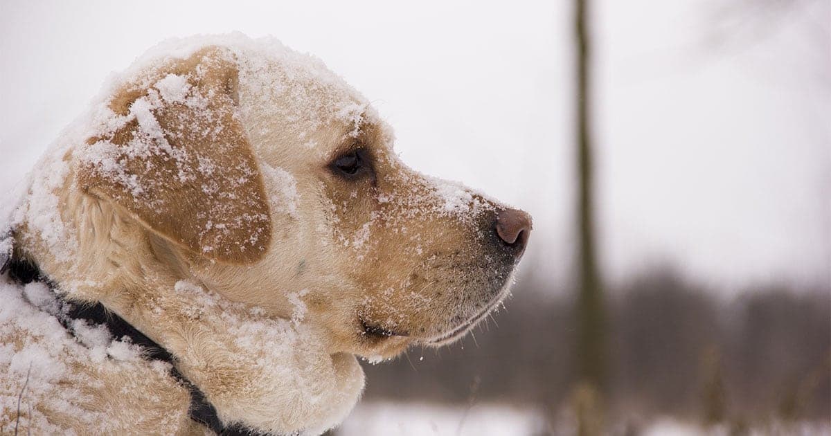A yellow Lab sitting outside with its face dusted with snow.