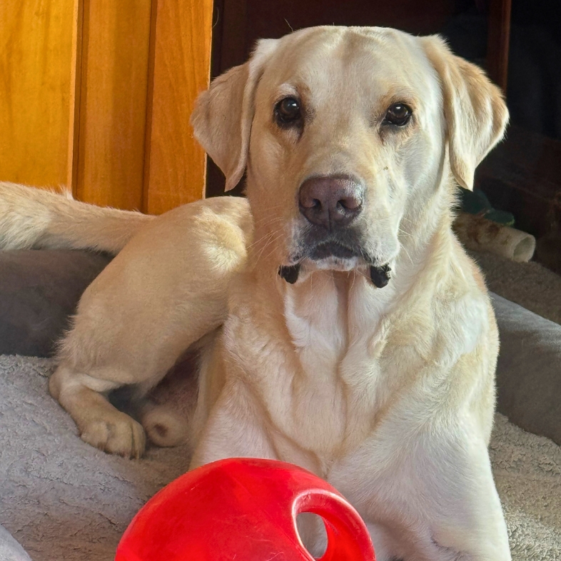 A yellow Labrador retriever lying on a gray dog bed next to a large red toy ball.