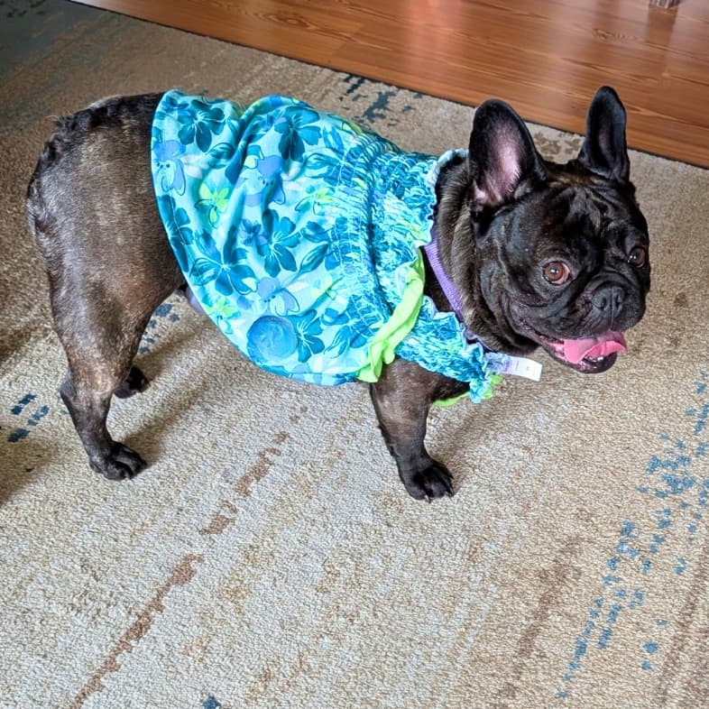 A black French bulldog wearing a bright blue floral Hawaiian-style shirt while standing on a beige rug with its tongue out.