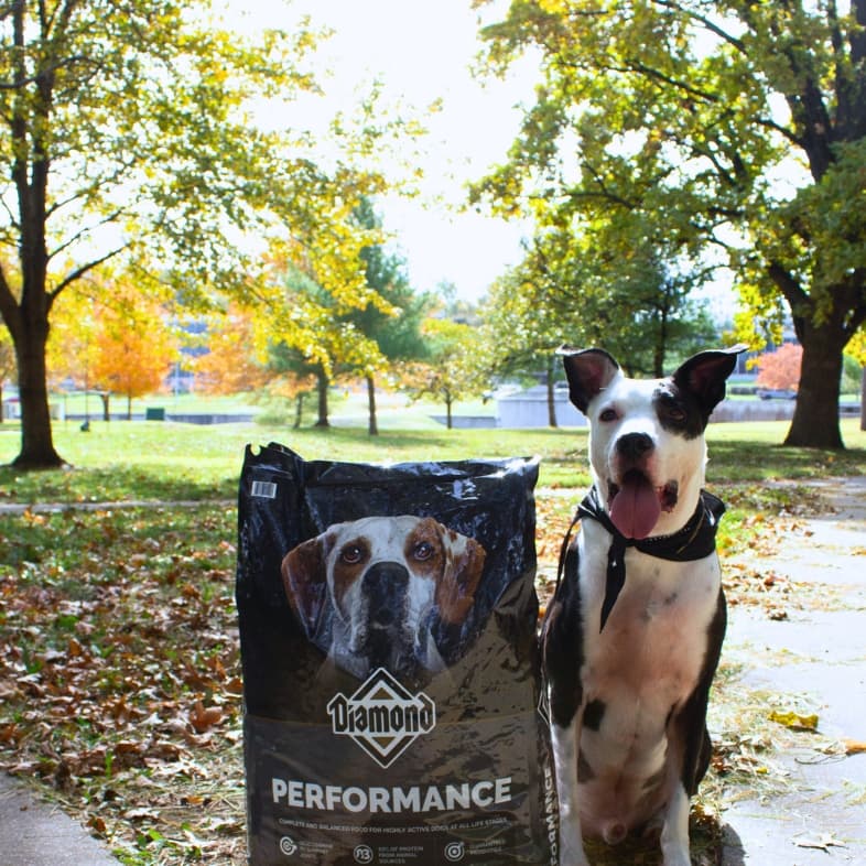 A black and white dog sitting outside at a park next to a bag of Diamond Performance Formula for Dogs.