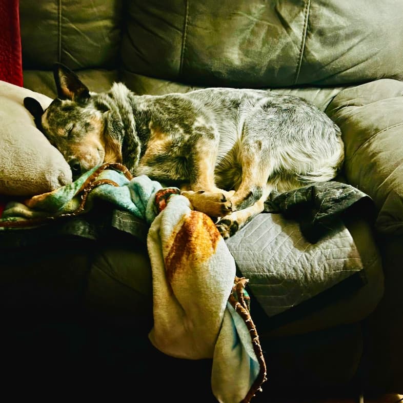 A black, white and tan Australian shepherd sleeping while curled up on a dark gray sofa surrounded by pillows and blankets.