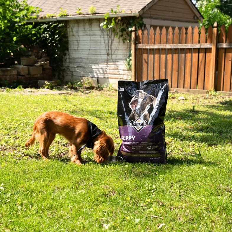 A brown dog standing outside in the sun eating from a metal bowl next to a bag of Diamond Puppy Formula.