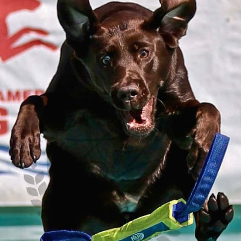 A chocolate Labrador retriever leaping through the air with an excited expression while reaching for a Nerf toy during a dock diving event.