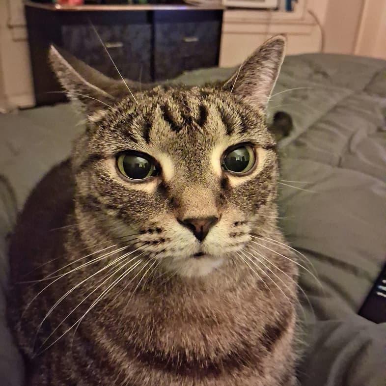 A close-up of a black and gray striped cat sitting comfortably on a gray bedspread.