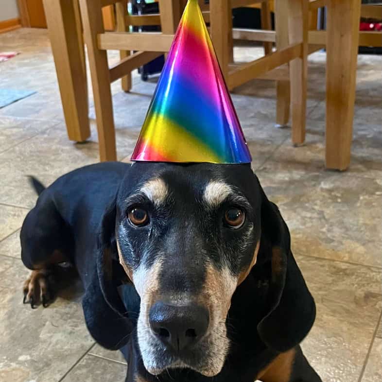 A close-up of a black and tan dog lying on the floor in a kitchen wearing a rainbow-colored party hat on its head.