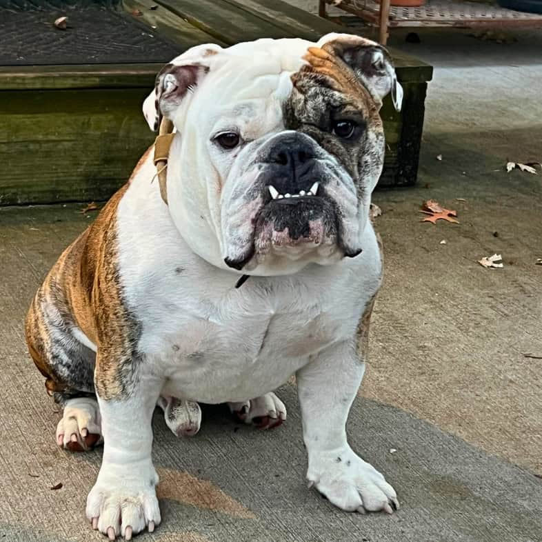 A close-up of a black, tan and white bulldog sitting outside at sunset.