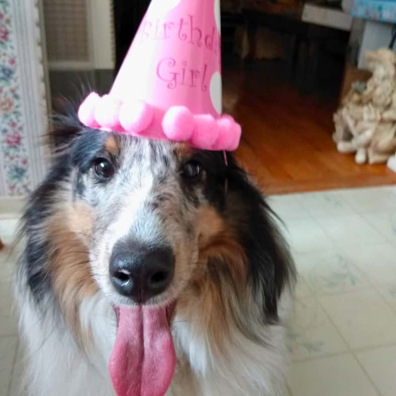 A close-up of a black, tan and white shetland sheepdog smiling and wearing a pink 'Birthday Girl' party hat.