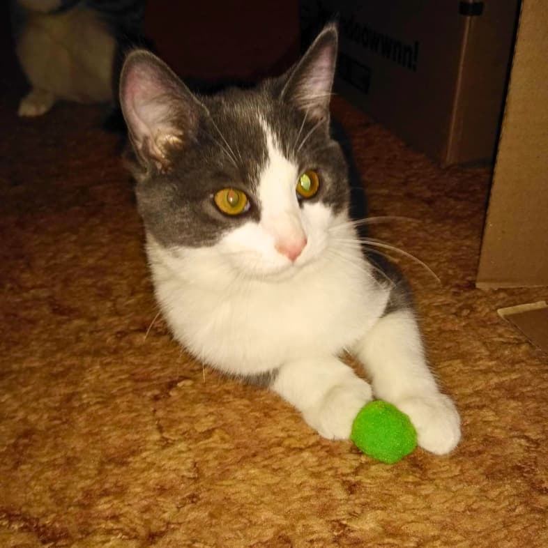 A close-up of a gray and white cat lying on the floor with a green ball between its two front paws.